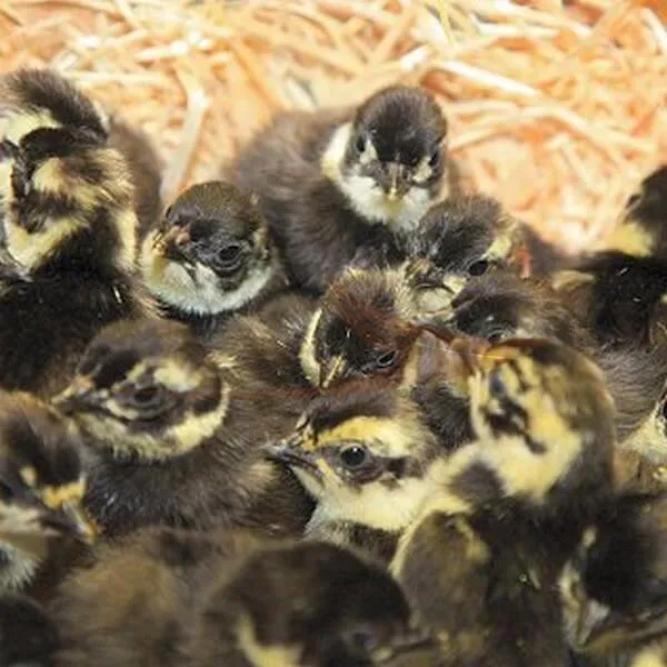 Conditionnement Poussins