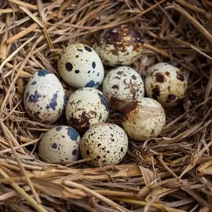 Conditionnement Œufs