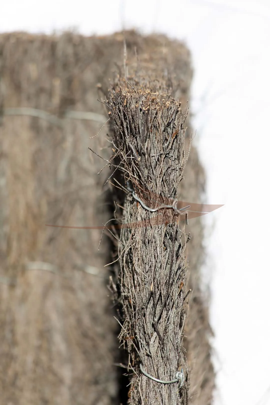 Brande de Bruyères thumbnail
